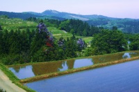 在来種の蕎麦と生産地・生産者のこだわり