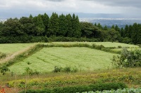 在来種の蕎麦と生産地・生産者のこだわり