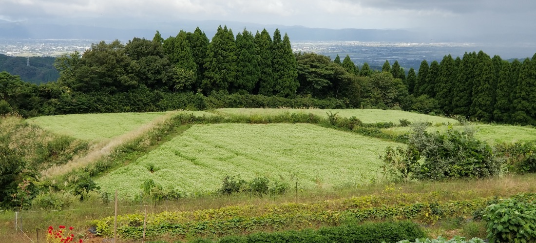 在来種の蕎麦と生産地・生産者のこだわり